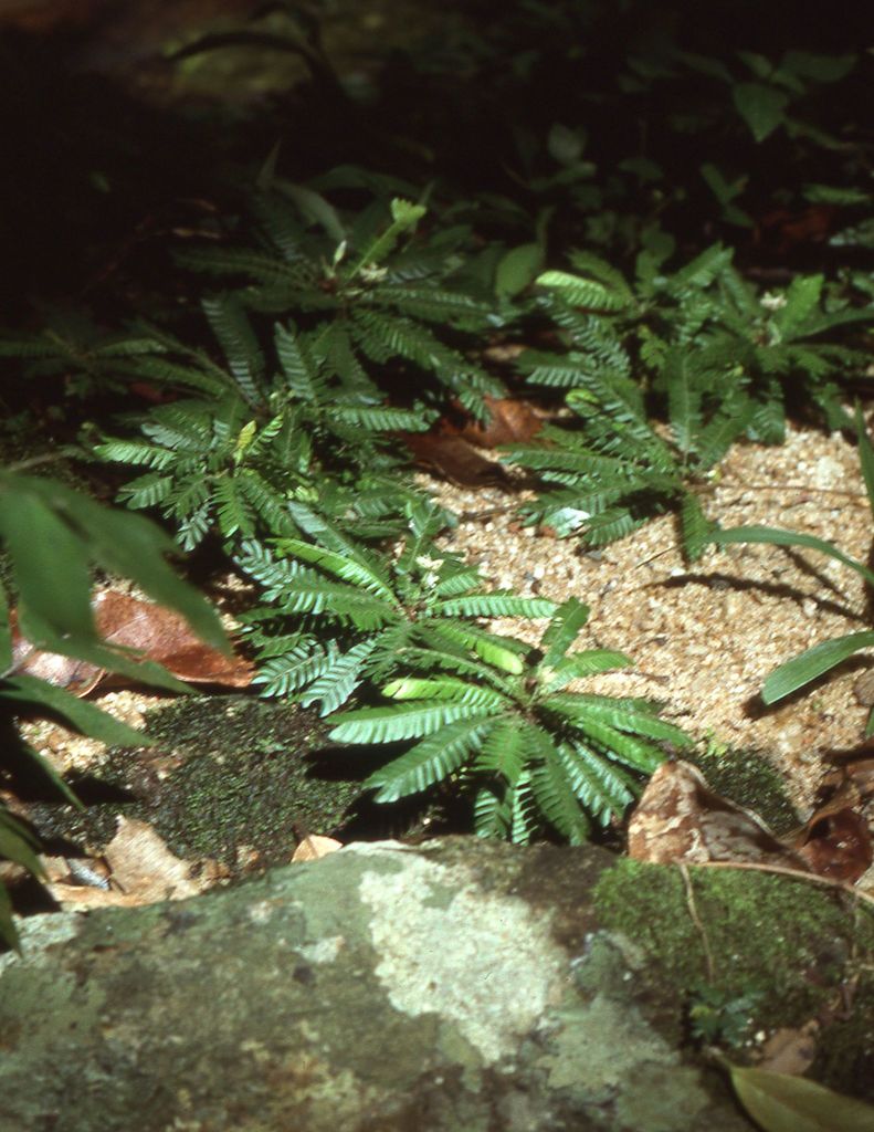 Biophytum talbotii