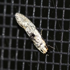 Erechthias epomadia