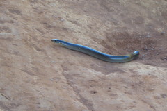 Ophiodes striatus