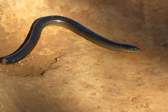 Ophiodes striatus
