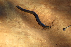 Ophiodes striatus