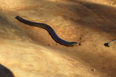 Ophiodes striatus