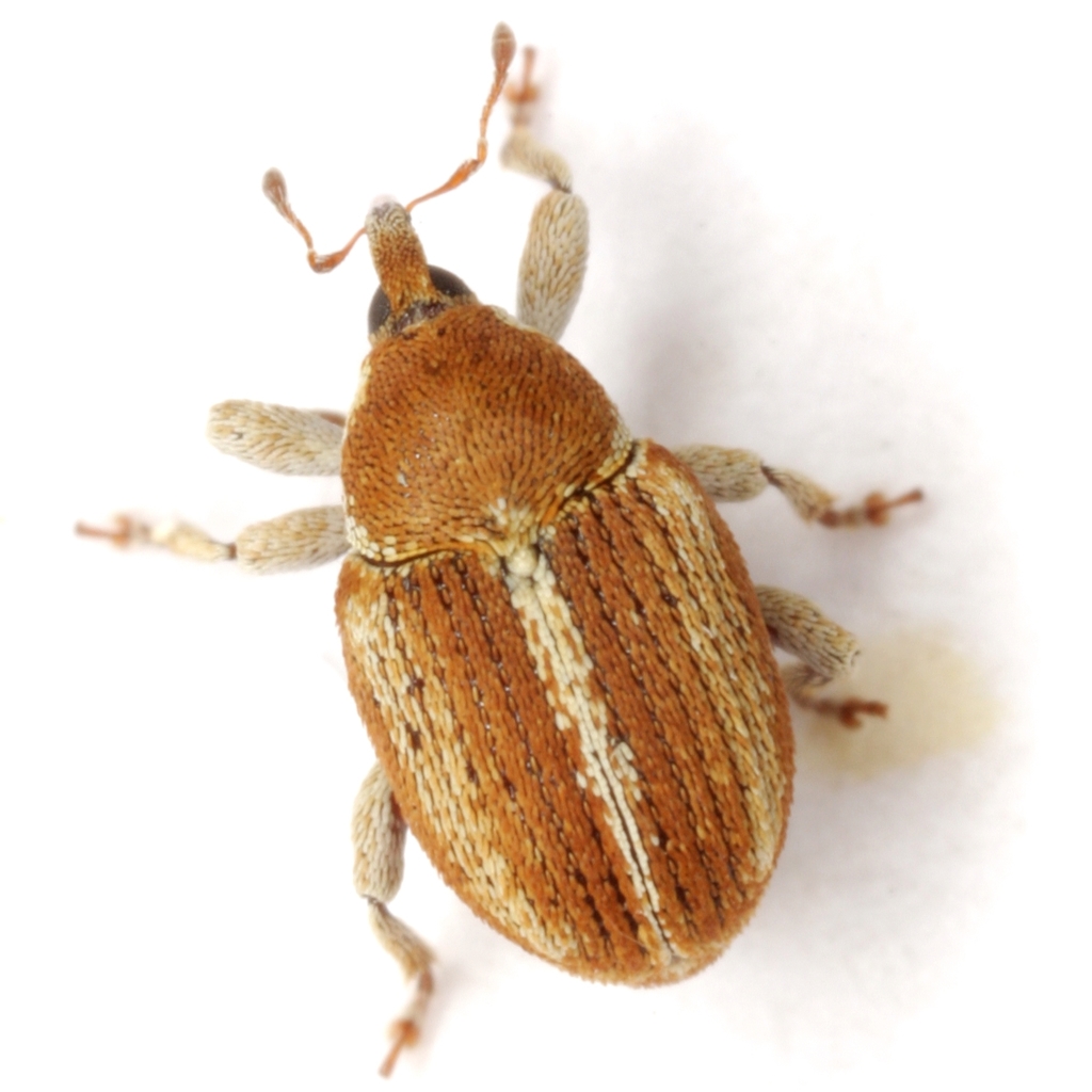 Sibinia suturalis