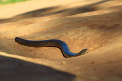 Ophiodes striatus