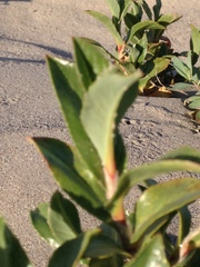Salix setchelliana