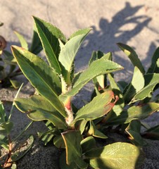 Salix setchelliana