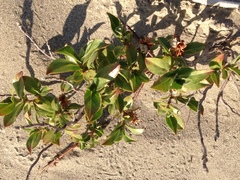 Salix setchelliana