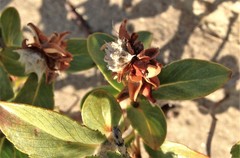 Salix setchelliana