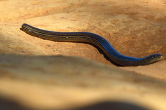 Ophiodes striatus