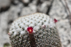 Mammillaria albilanata tegelbergiana