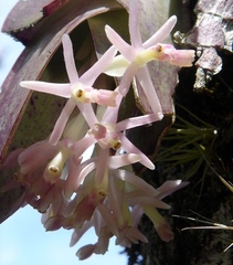 Epidendrum vesicatum