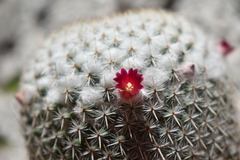 Mammillaria albilanata tegelbergiana