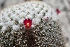 Mammillaria albilanata tegelbergiana