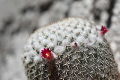 Mammillaria albilanata tegelbergiana