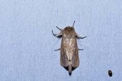 Bathytricha truncata