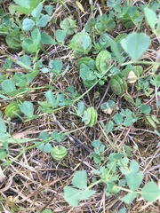 Medicago orbicularis