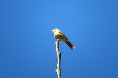 Mimus saturninus