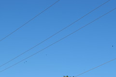 Leistes superciliaris