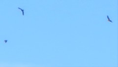 Leistes superciliaris