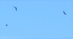 Leistes superciliaris