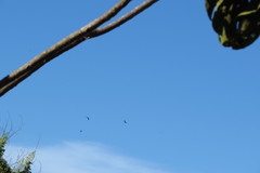 Leistes superciliaris