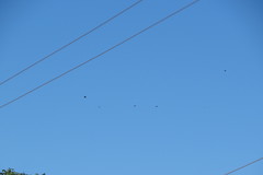 Leistes superciliaris