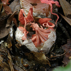 Aseroe rubra