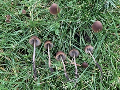Psathyrella