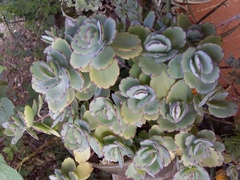 Bryophyllum