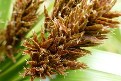 Cyperus ustulatus