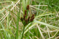 Cyperus ustulatus