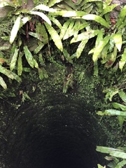 Asplenium scolopendrium