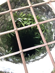 Asplenium scolopendrium