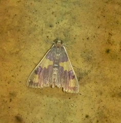 Rehimena