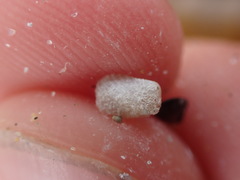 Kidderia