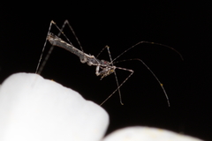 Empicoris brevispinus