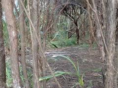 Phormium tenax