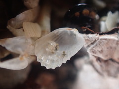 Kidderia