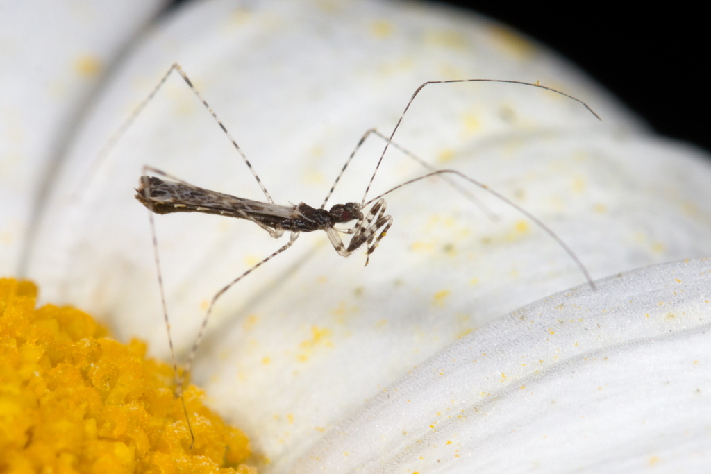 Empicoris brevispinus