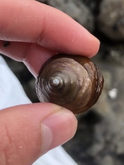 Tegula montereyi