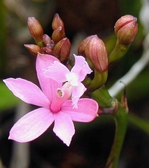 Epidendrum denticulatum