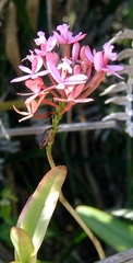 Epidendrum denticulatum