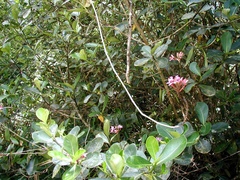 Epidendrum denticulatum