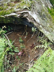 Epidendrum denticulatum