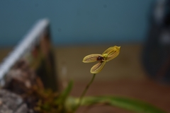 Maxillaria lineolata