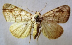 Bagisara tristicta