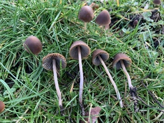 Psathyrella longicauda