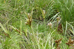 Cyperus ustulatus