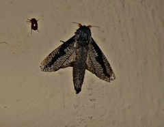 Morpheis melanoleuca