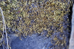 Breutelia substricta